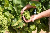 Wines and Whispers:Barossa Valley Private Wine Tour from Adelaide