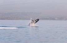 Morning Whale Watch: Lāhainā Harbor
