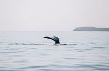 Midmorning Whale Watch from Lahaina Harbor