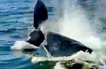 4-Hour Private Whale Watching in Puerto Vallarta