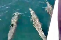 4-Hour Private Whale Watching in Puerto Vallarta