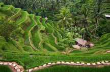 Bali: Ubud Rice Terraces,Swing, Monkey Forest Private Tour