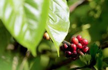 Bali: Ubud Rice Terraces,Swing, Monkey Forest Private Tour