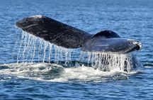 Whale Watching Galle with Pickup & Drop