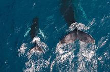 Whale Watching Galle with Pickup & Drop