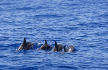 Whale Watching Galle with Pickup & Drop