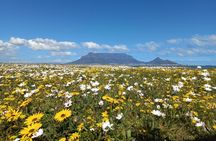 Full Day Private Tour in Cape Town. With free photo shoot.
