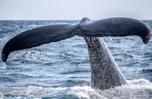  AAA NOOSA Whale watching experience in Noosa Whalesongsnoosa