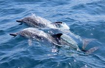 AAA Noosa National Park Tour and Dolphin Safari Whalesongsnoosa