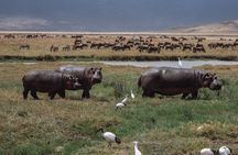 Tanzania WildQuest Safari Custom Private Tour