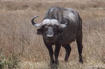 Tanzania WildQuest Safari Custom Private Tour