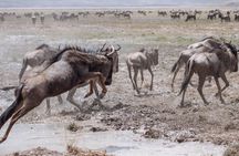 Tanzania WildQuest Safari Custom Private Tour