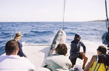 Midday Whale Watch: Mā’alaea Harbor