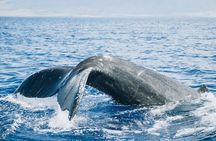 Midday Whale Watch: Mā’alaea Harbor