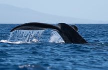 2 Hour Waikiki Whale Watching in Honolulu