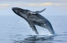 2 Hour Waikiki Whale Watching in Honolulu
