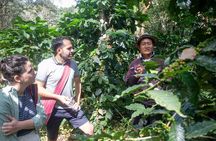 Chiang Mai Coffee Tour: Trekking to Farm, Roast and Brew Workshop