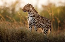 Private Full Day Kruger National Park Safari Tour from Hoedspruit