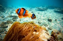 Private scuba diving trips Muscat