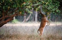 2-Days Private Ranthambhore Tiger Tour from Delhi
