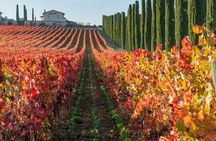 Wine tour in Umbria along the Sagrantino trail with light lunch