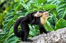 8 Days Costa Rica Rainforest & Coastal Experience for 2