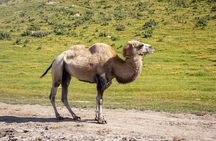 Tour Kegeti gorge , Burana Tower, canyons Kok Moynok, Issyk Kul