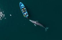 Gray Whales Watching in Magdalena Bay