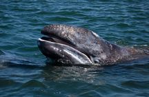 Gray Whales Watching in Magdalena Bay