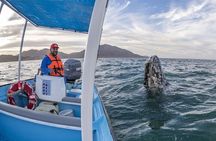 Gray Whales Watching in Magdalena Bay