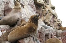 Ballestas Islands Tour for passengers of the Puerto San Martin Cruise