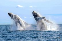 Full Day Humpback Whale Watching Tour in Samana from Uvero Alto