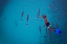 Lydia Boat Mauritius :Private boat tour:Whales&Dolphins encounter