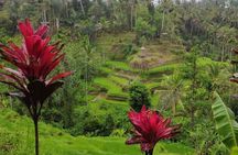 UBUD Spring Temple, Waterfall, Rice Terraces Private Tour