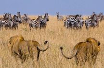 Affordable 3-Day Safari to Serengeti & Ngorongoro Crater