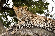 Affordable 3-Day Safari to Serengeti & Ngorongoro Crater
