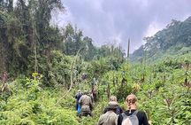 1 Day Bisoke Hike Safari at Volcanoes National Park