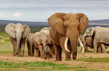 Elephant Safari Adventure: Addo National Park Excursion