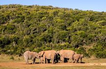 Elephant Safari Adventure: Addo National Park Excursion