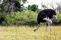 Wild Wonders: Kragga Kamma Game Park from Port Elizabeth