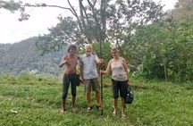 Cameron Highlands Day Trip