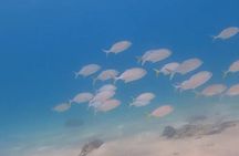 Beach Diving Activity in Oman