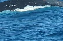 AAA Noosa National Park Tour and Dolphin Safari Whalesongsnoosa