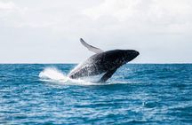 AAA Noosa National Park Tour and Dolphin Safari Whalesongsnoosa