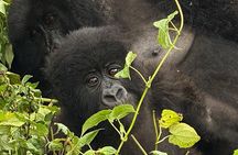 Private Gorilla Trek Adventure Day Trip Tour from Kigali