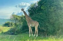 Safari Park Day Trip Adventure from Kigali