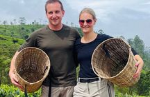 Tea factory plantation and Water Falls Tour