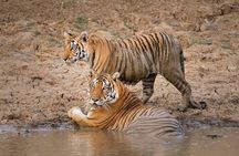 Panna National Park and Tiger Reserve Jeep Safari from Khajuraho