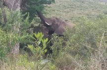 Aquila big five safari with transport, lunch Exclusive park fee.