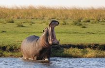 Chobe Safari Day Trip – From Livingstone
